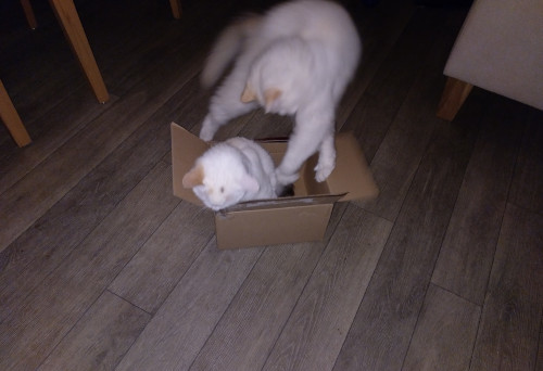 Bart fliegt -Weisse Katze fliegt.jpg